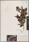 Foto von Salix aurita L.